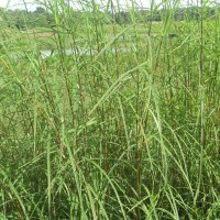 Themeda tremula (Nees ex Steud.) Hack.